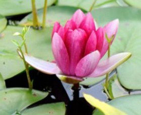 The Lotus Day Spa And Retreat - Accommodation Main Beach 0