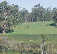 Scenic Drives - Bunbury Collie Donnybrook - Accommodation Main Beach
