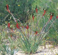 Kalbarri Wildflower Centre - Accommodation Main Beach