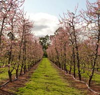 Raeburn Orchards - Accommodation Main Beach