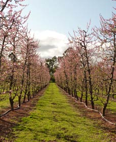 Raeburn Orchards - Accommodation Main Beach 0