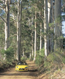 Mount Shadforth Scenic Drive - Accommodation Main Beach 0