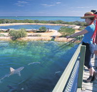 Shark Bay Marine Park - Accommodation Main Beach