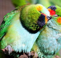 Rainbow Jungle - The Australian Parrot Breeding Centre - Accommodation Main Beach