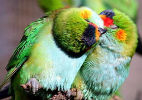 Rainbow Jungle - The Australian Parrot Breeding Centre - Accommodation Main Beach 0