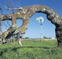 Greenough Leaning Trees - Accommodation Main Beach