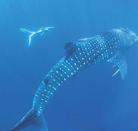 Ningaloo Marine Park - Accommodation Main Beach