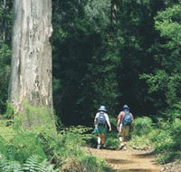 Gloucester Tree - Accommodation Main Beach