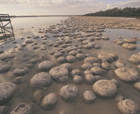 Yalgorup National Park - Accommodation Main Beach 0