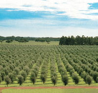 Fini Olives - Accommodation Main Beach