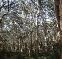 Boranup Karri Forest - Accommodation Main Beach