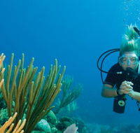 Coastal Water Dive - Accommodation Main Beach