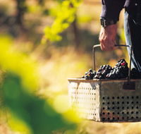 Burge Family Winemakers - Accommodation Main Beach