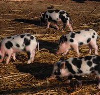 Will's Rare Breeds Farm - Accommodation Main Beach