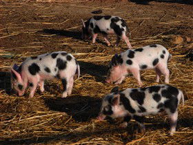 Will's Rare Breeds Farm - Accommodation Main Beach 0