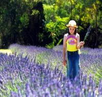 Brayfield Park Lavender Farm - Accommodation Main Beach