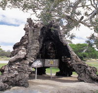 The Herbig Family Tree - Accommodation Main Beach