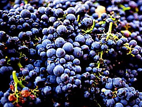 Laurel Bank Vineyard - Accommodation Main Beach 0