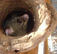 Mulga Sanctuary and Wildlife Park - Accommodation Main Beach