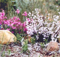 Stokes Bay Bush Garden - Accommodation Main Beach