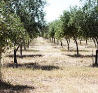 Talinga Grove Olive Oils - Accommodation Main Beach