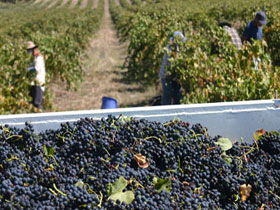Rolf Binder Wines - Accommodation Main Beach 0