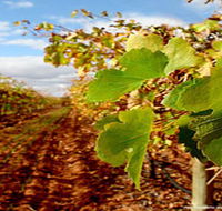 Mirabella Vineyards - Accommodation Main Beach