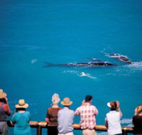 Whale Watching At Head Of Bight - Accommodation Main Beach