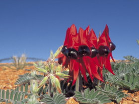 Alan Mclellan Lookout - Accommodation Main Beach 0