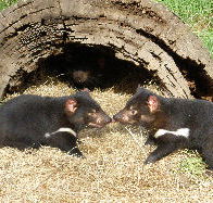 Wing's Wildlife Park - Accommodation Main Beach