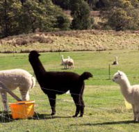 Maydena Country Cabins Accommodation  Alpaca Stud - Accommodation Main Beach