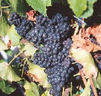 Darlington Vineyard - Accommodation Main Beach