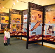 Platypus Experience - Accommodation Main Beach