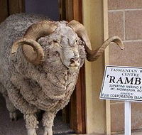 Tasmanian Wool Centre - Accommodation Main Beach
