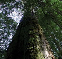 Styx Big Tree Reserve - Accommodation Main Beach