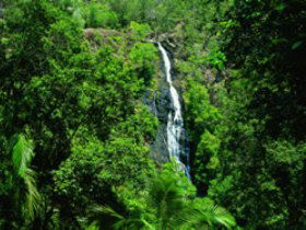 Kondalilla National Park - Accommodation Main Beach 0