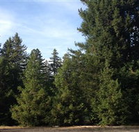 Pialligo Redwood Forest - Accommodation Main Beach