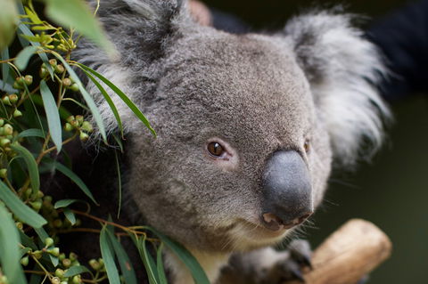 Bonorong Wildlife Sanctuary - Accommodation Main Beach 3