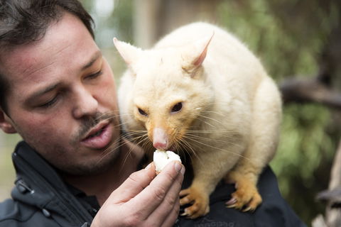 Bonorong Wildlife Sanctuary - Accommodation Main Beach 4