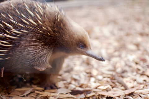 Bonorong Wildlife Sanctuary - Accommodation Main Beach 5