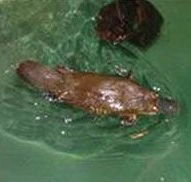 Platypus House - Accommodation Main Beach