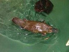 Platypus House - Accommodation Main Beach 0