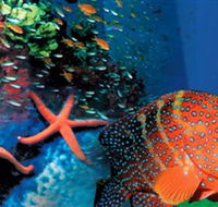 Indo Pacific Marine - Accommodation Main Beach