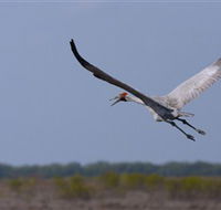Gayngaru Wetlands Interpretive Walk - Accommodation Main Beach