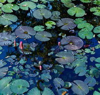 Pine Creek Water Gardens - Accommodation Main Beach