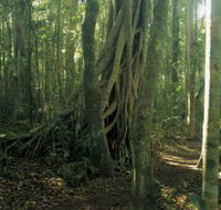 Lamington National Park Binna Burra Section - Accommodation Main Beach