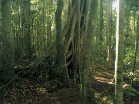 Lamington National Park, Binna Burra Section - Accommodation Main Beach 0