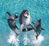 Sea World - Accommodation Main Beach