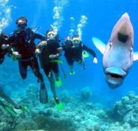 Jew Shoal Dive Site - Accommodation Main Beach