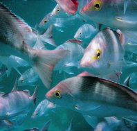 Wolf Rock Dive Site - Accommodation Main Beach
